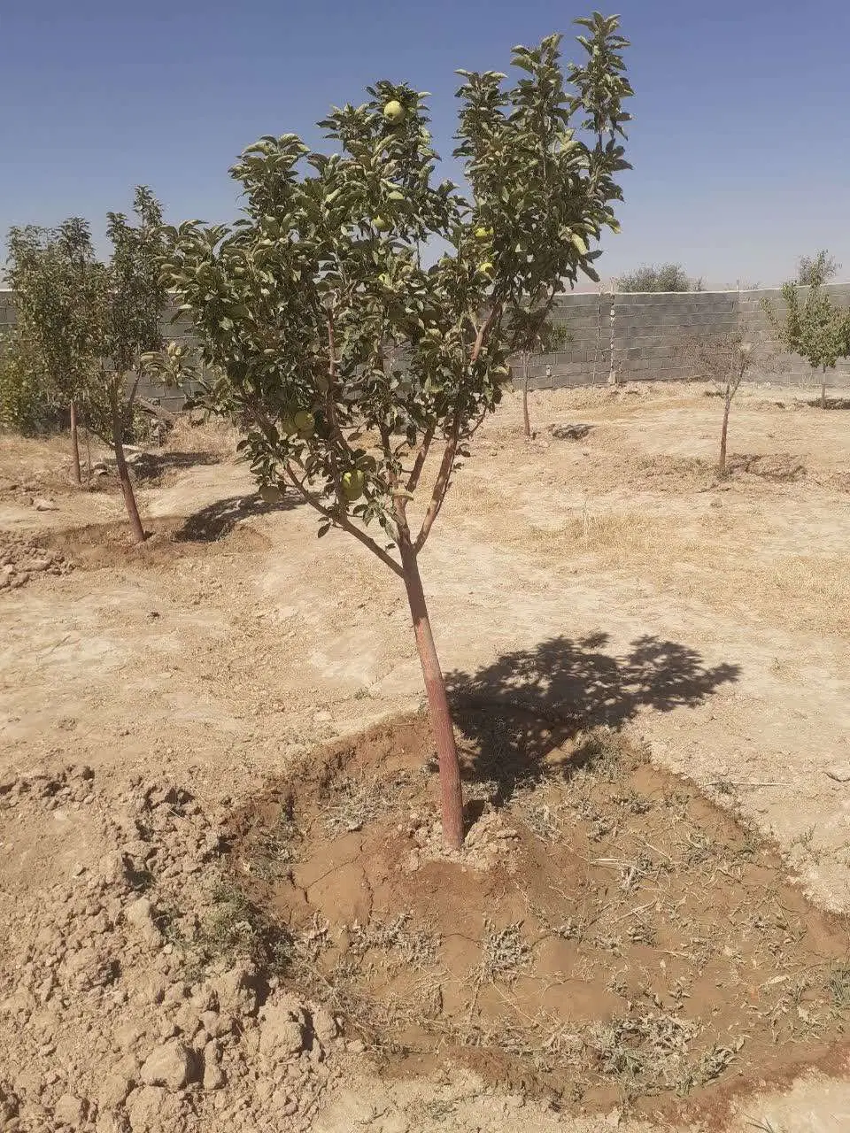 زمین باغی