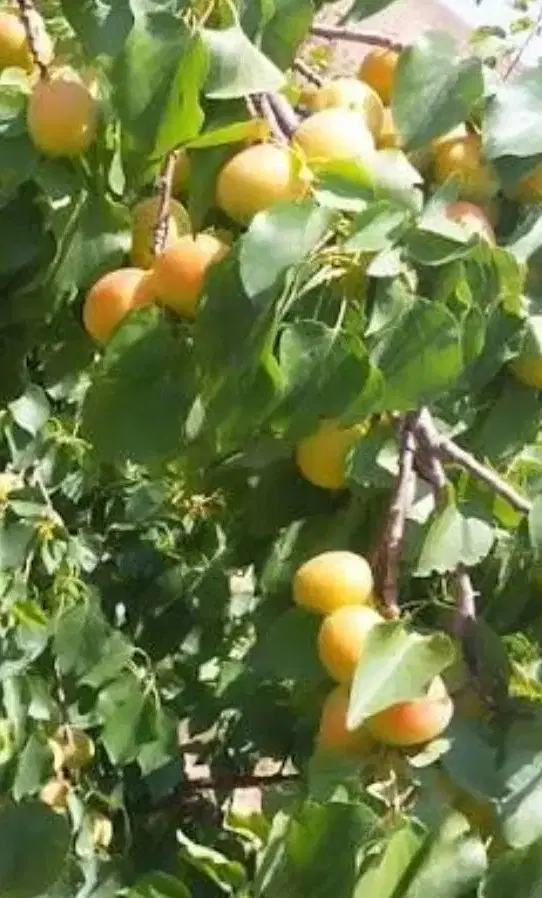 فروش باغ زردآلو