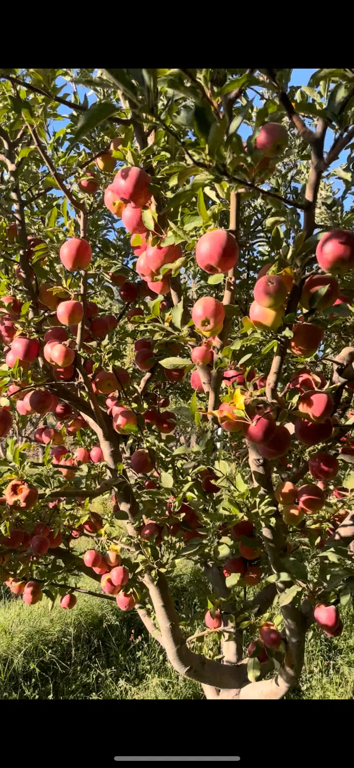 باغ فروشی ینگجه
