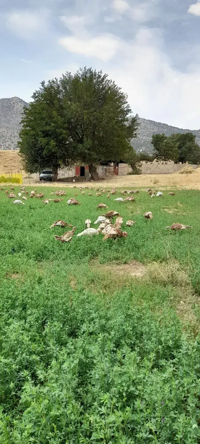 اجاره دامداری