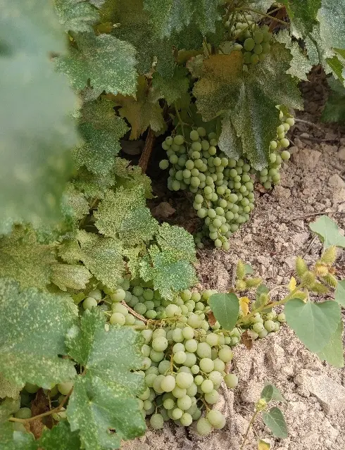 باغ انگور روستای چهاچنار