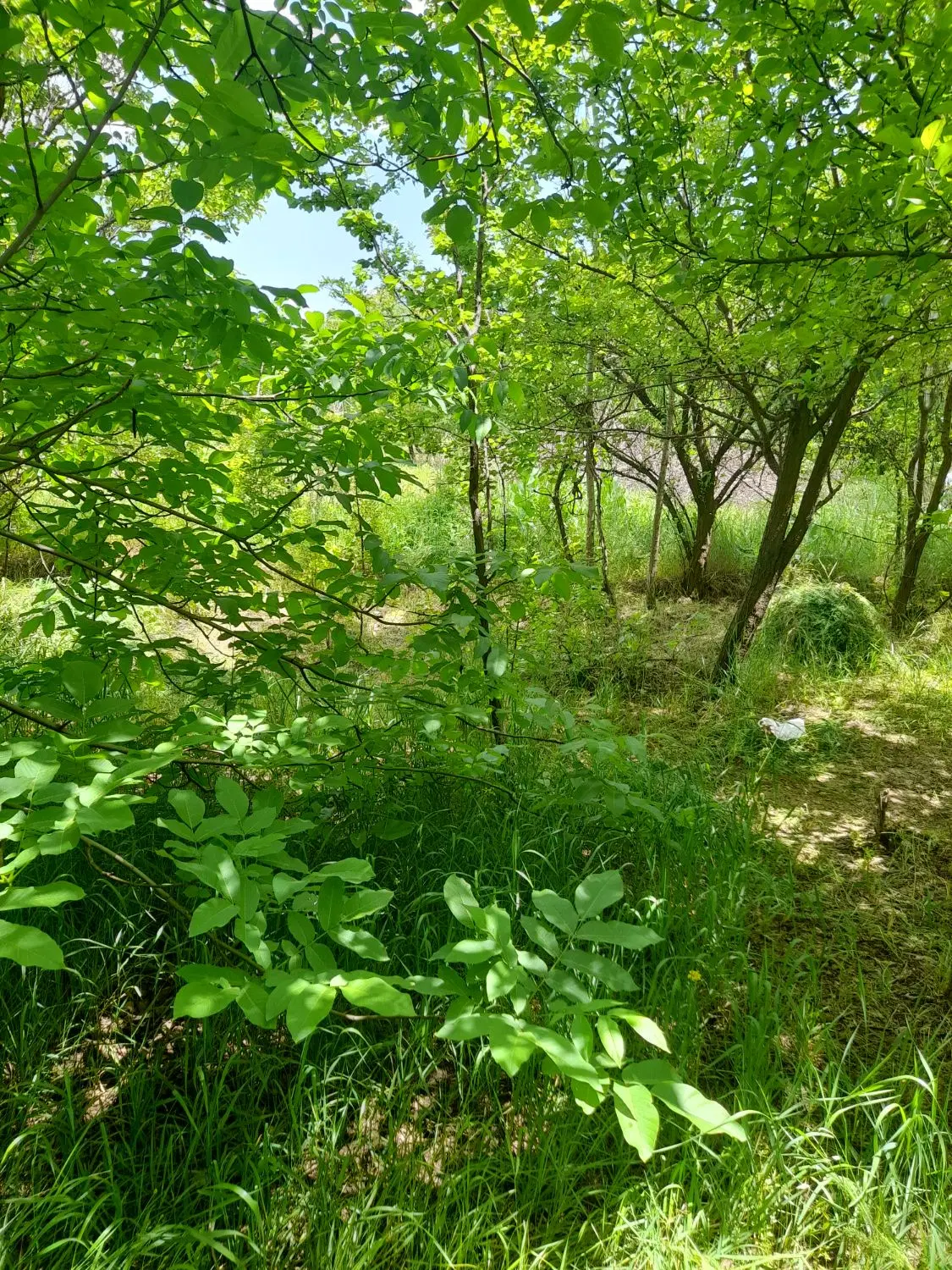 باغ میوه