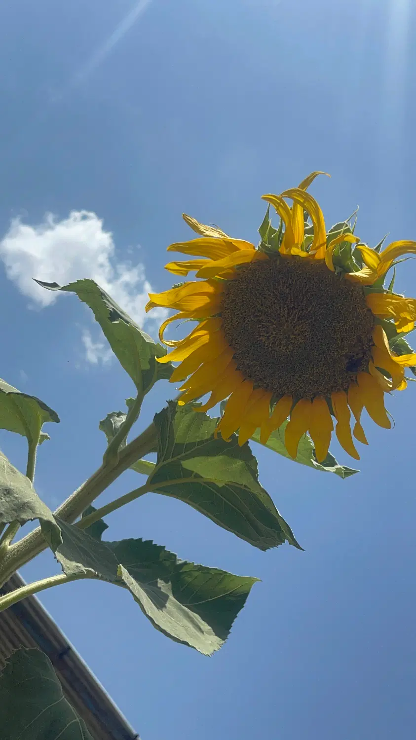 خانه باغ روبروی سورن