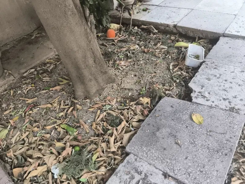 زمین کشاورزی