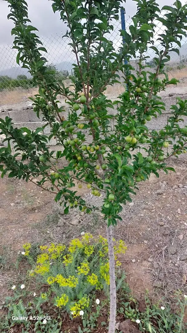 فروش باغ