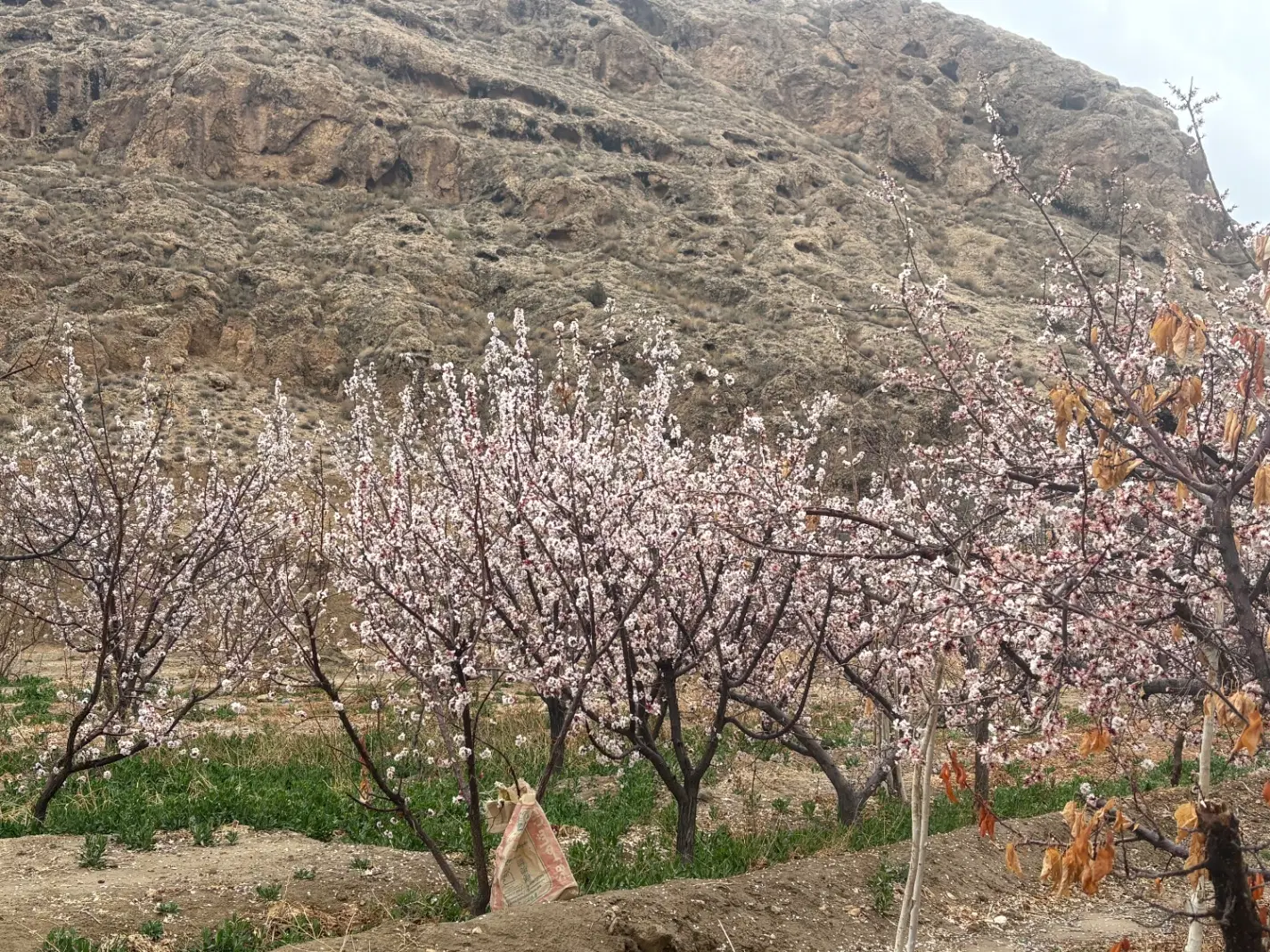 فروش زمین چشمه علی دامغان