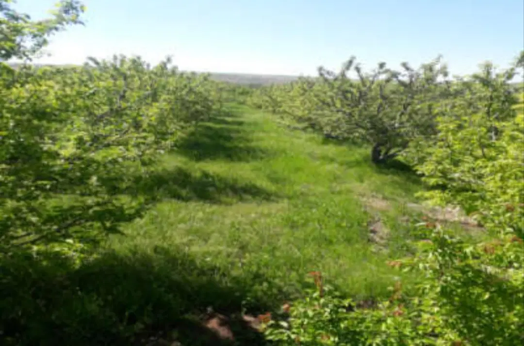 زمین باغی با درختان میوه