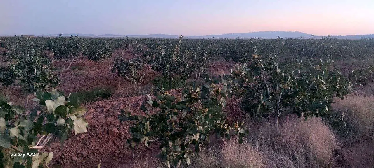 فروش باغ پسته ۳۰ هکتار