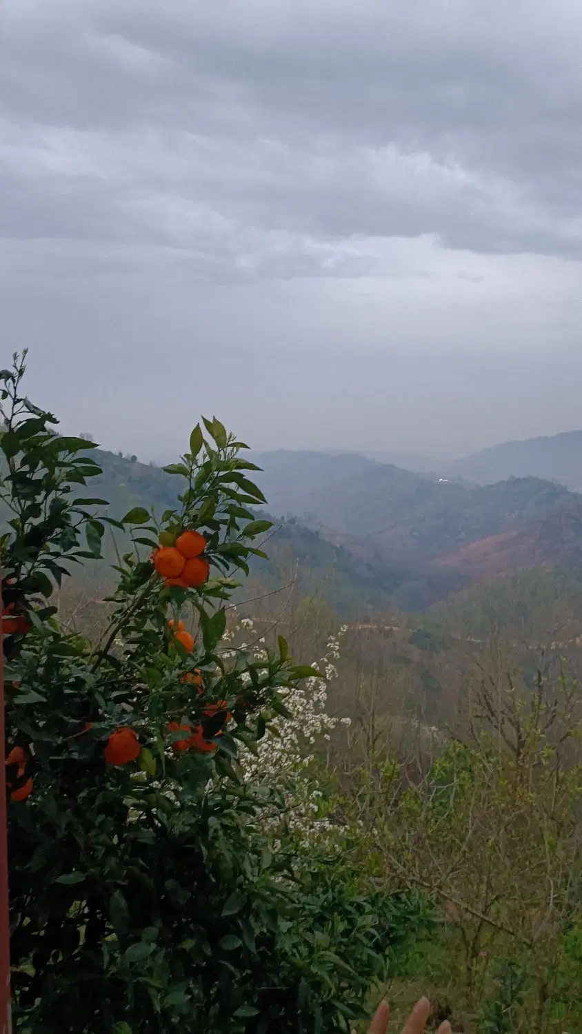 باغ چای و مرکبات ۴.۵ هکتاری با خانه  نزدیک شهر