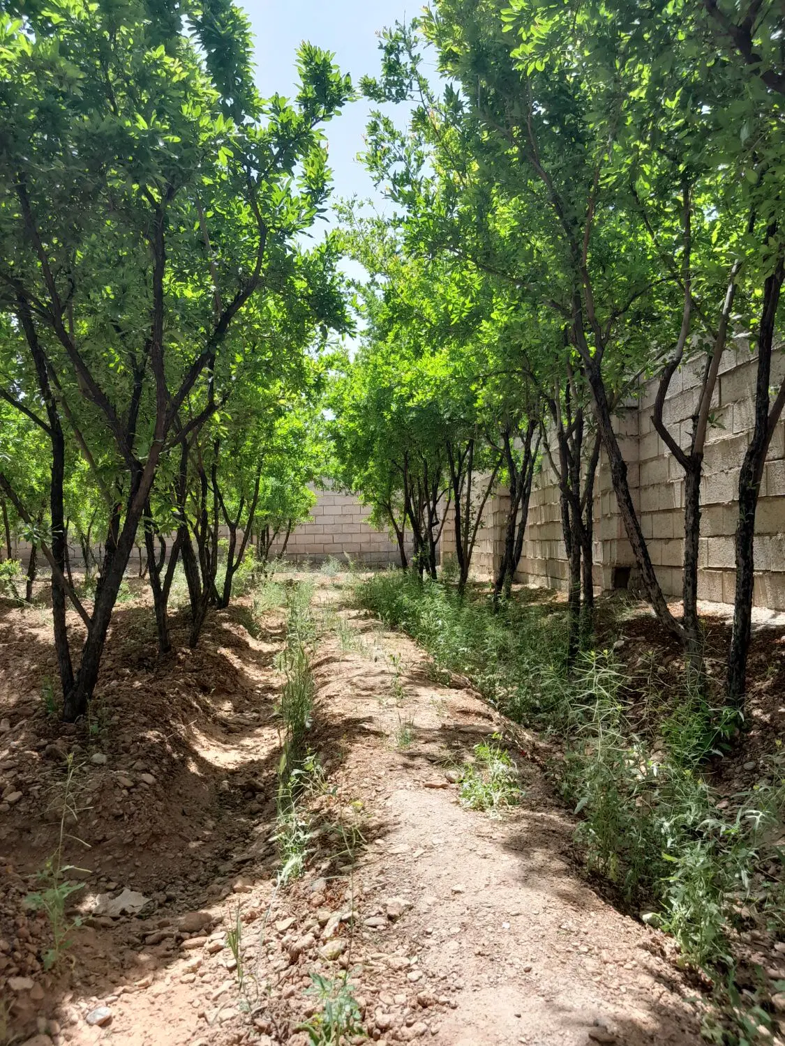 باغ حاجی آبادنجفاباد.امن وآرام