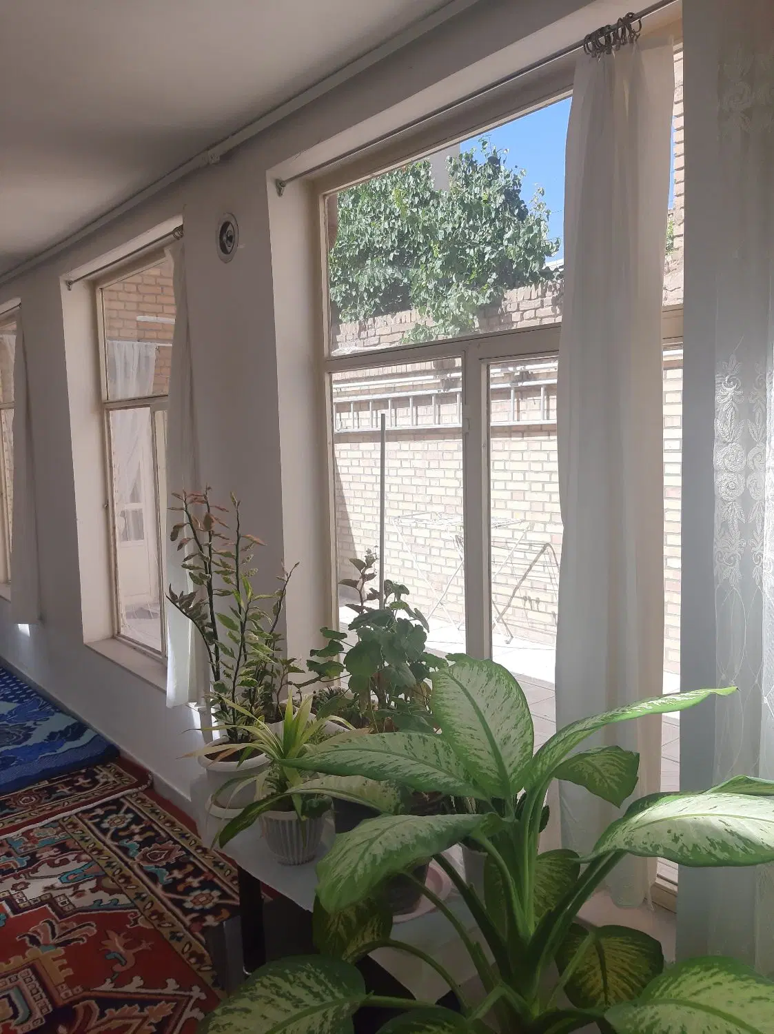 حیاط ۱۰۰ متری آخر دارایی ۳
