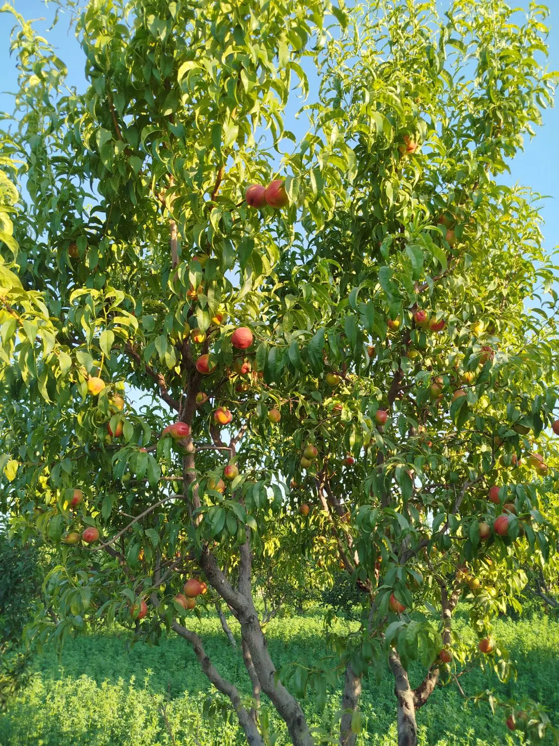 فروش باغ و خانه باغ فوق لوکس