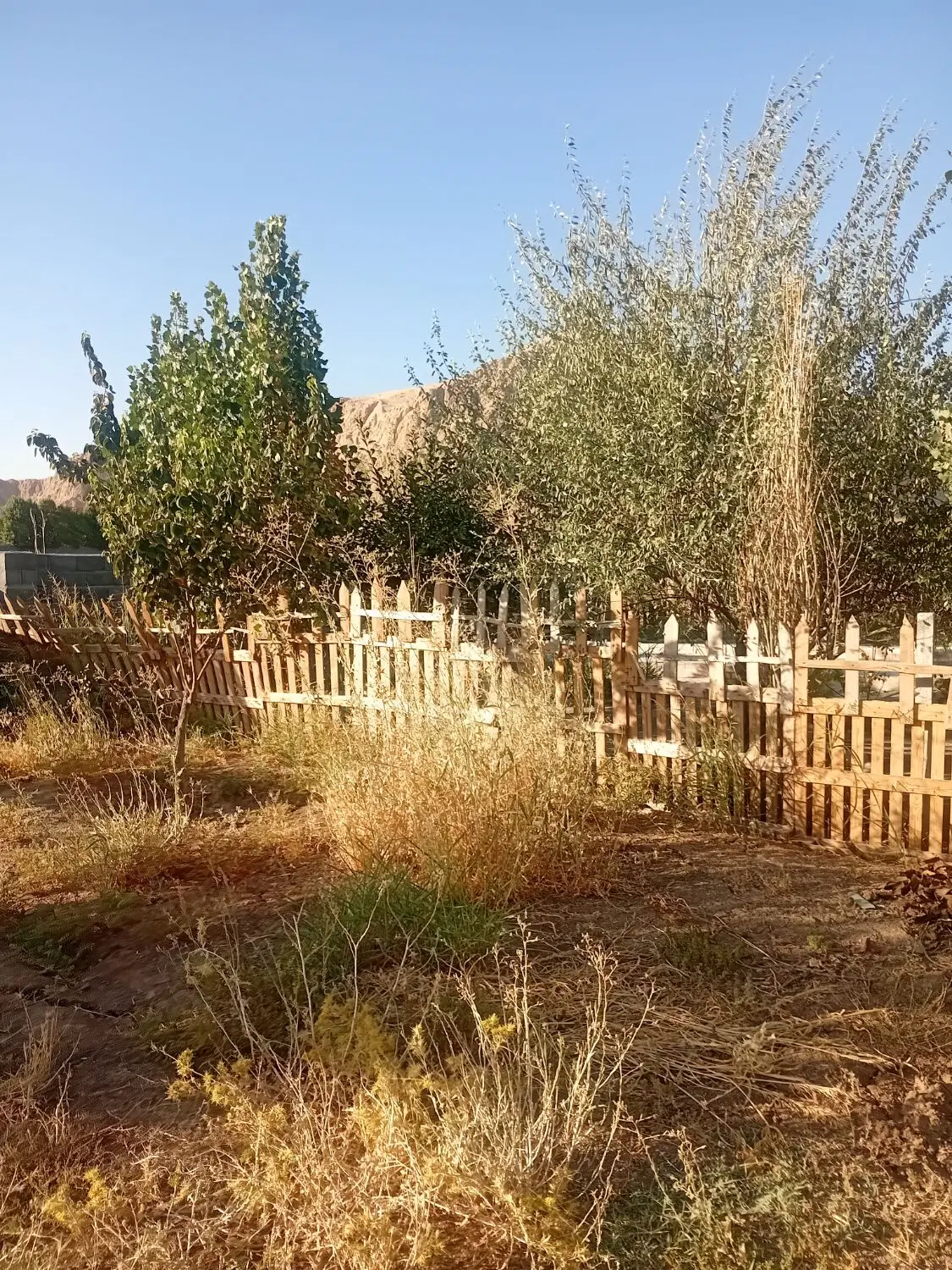 زمین باغ ۸ ساله درمنطقه خلوت وبا صفا