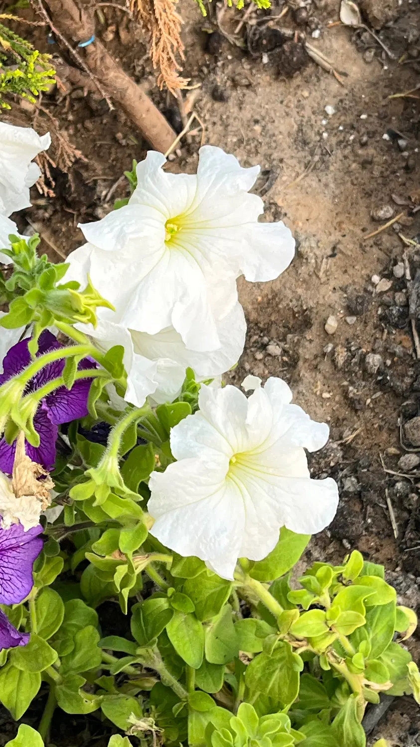 زمین باغی صنعتی