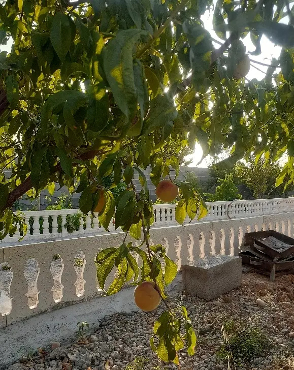 فروش باغ هزار متری جاده کارخانه سیمان غرب