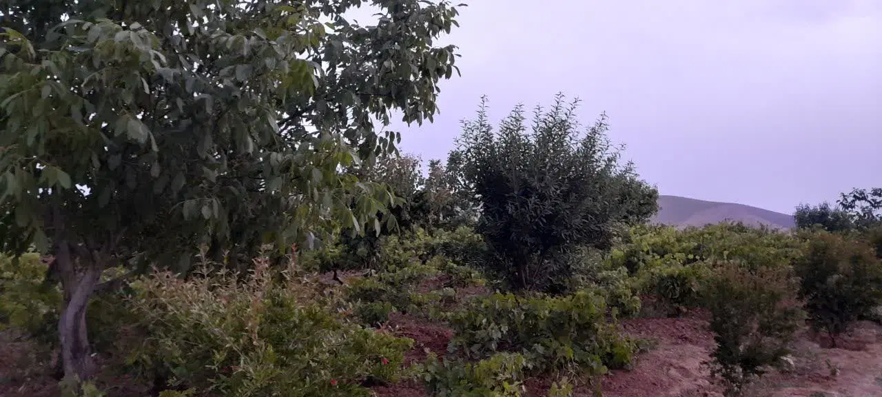 زمین در کمالوند