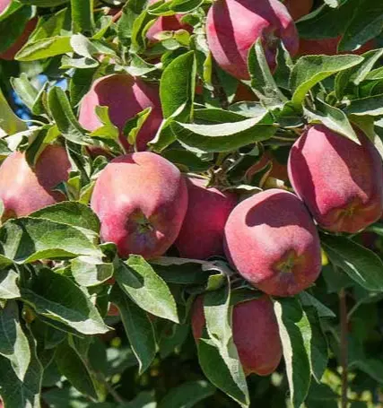 باغ سیب گردو ثمری گنجگان