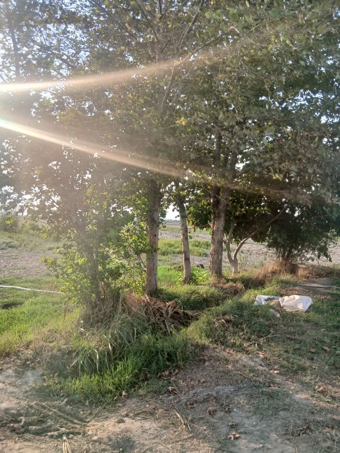 زمین فروشی یک هکتار