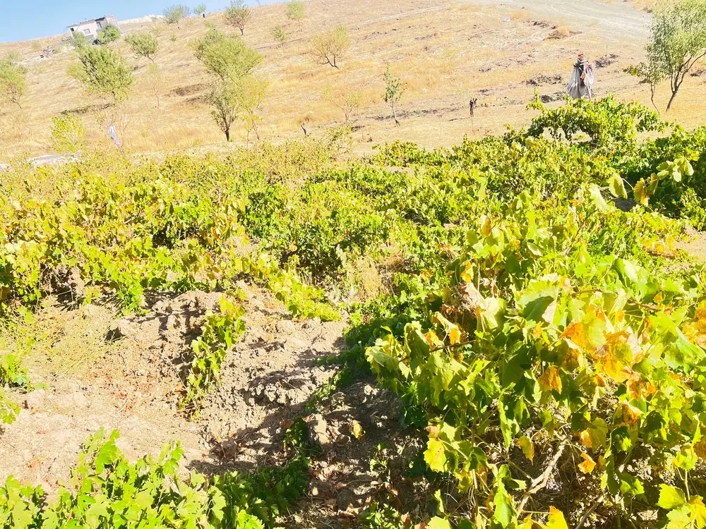 باغ در روستای چورزق