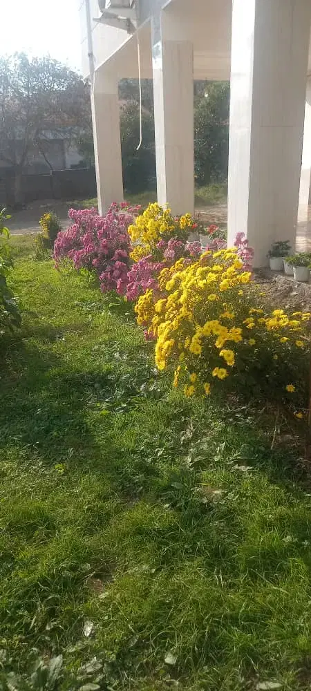 اجاره روزانه سوییت جنگلی 2و4خوابه