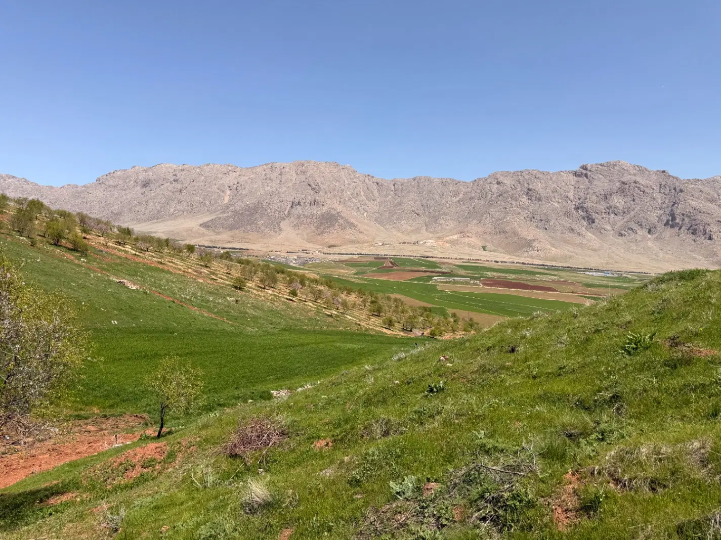 باغ انگور و بادام دیم