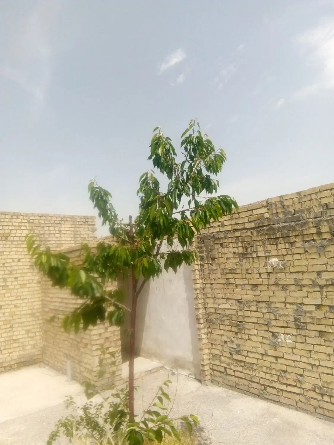 رهن واجاره