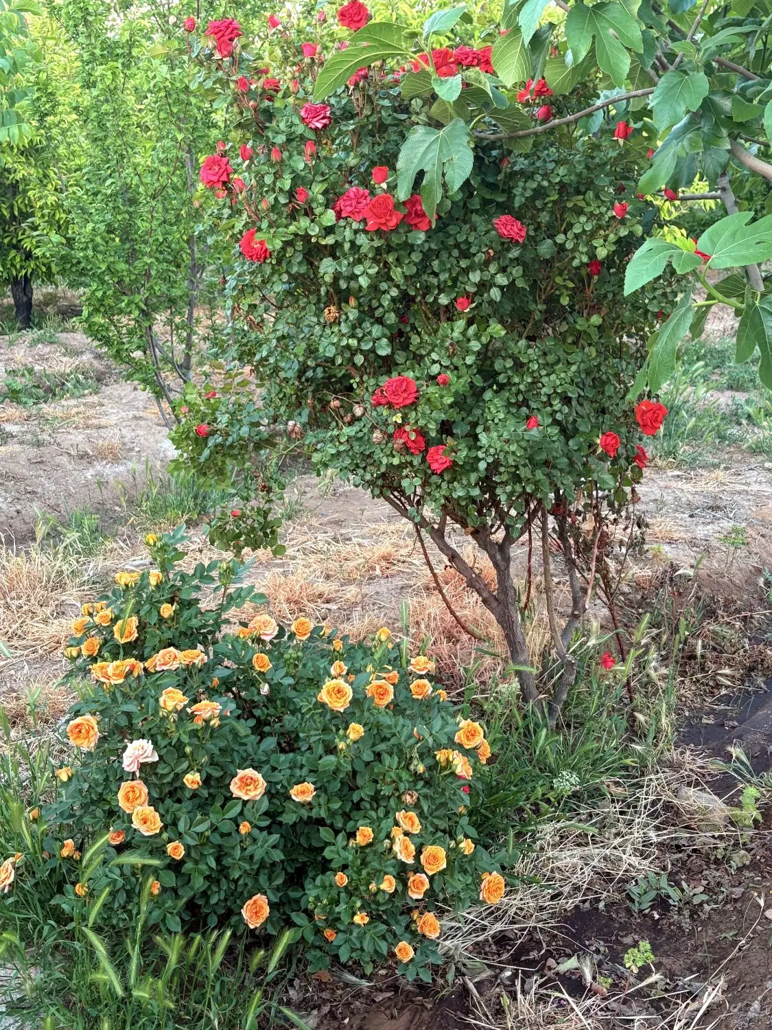 باغچه اطراف ساوه (سوسنقین)