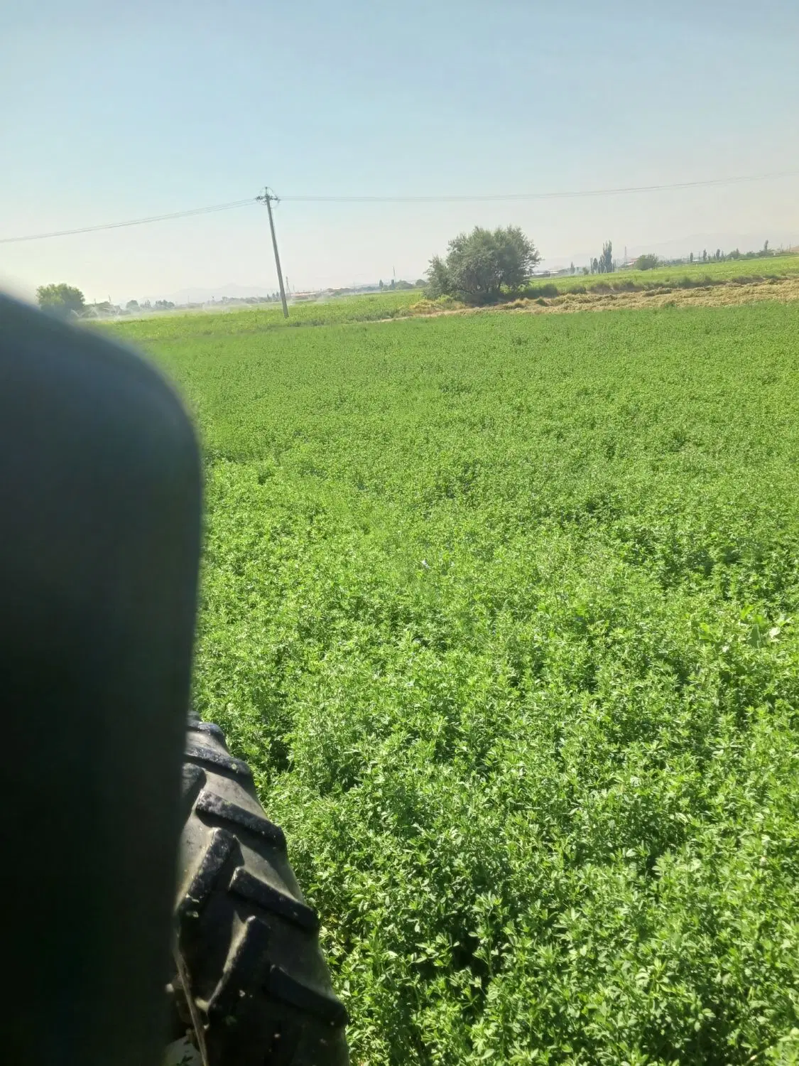 یونجه چین ۲ تمیز