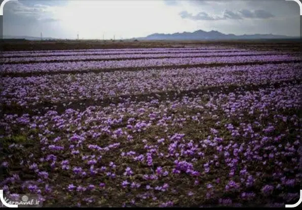 زمین زعفرونی برای نصف کاری