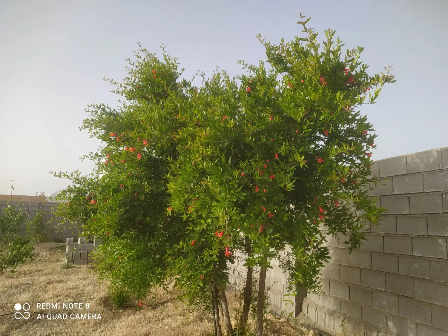 فروش باغ شهری دارنگون