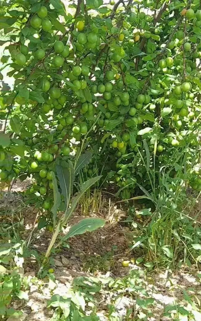 باغ روستای بابامحمد