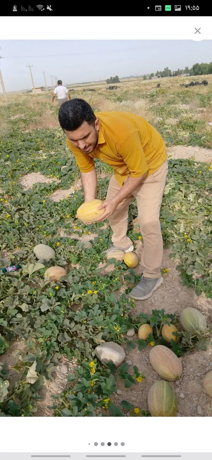 فروش مجموعه بزرگ کشاورزی و گاوداری