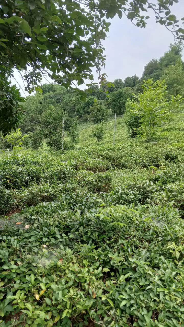 باغ چایی پرمحصول و دسترسی مناسب