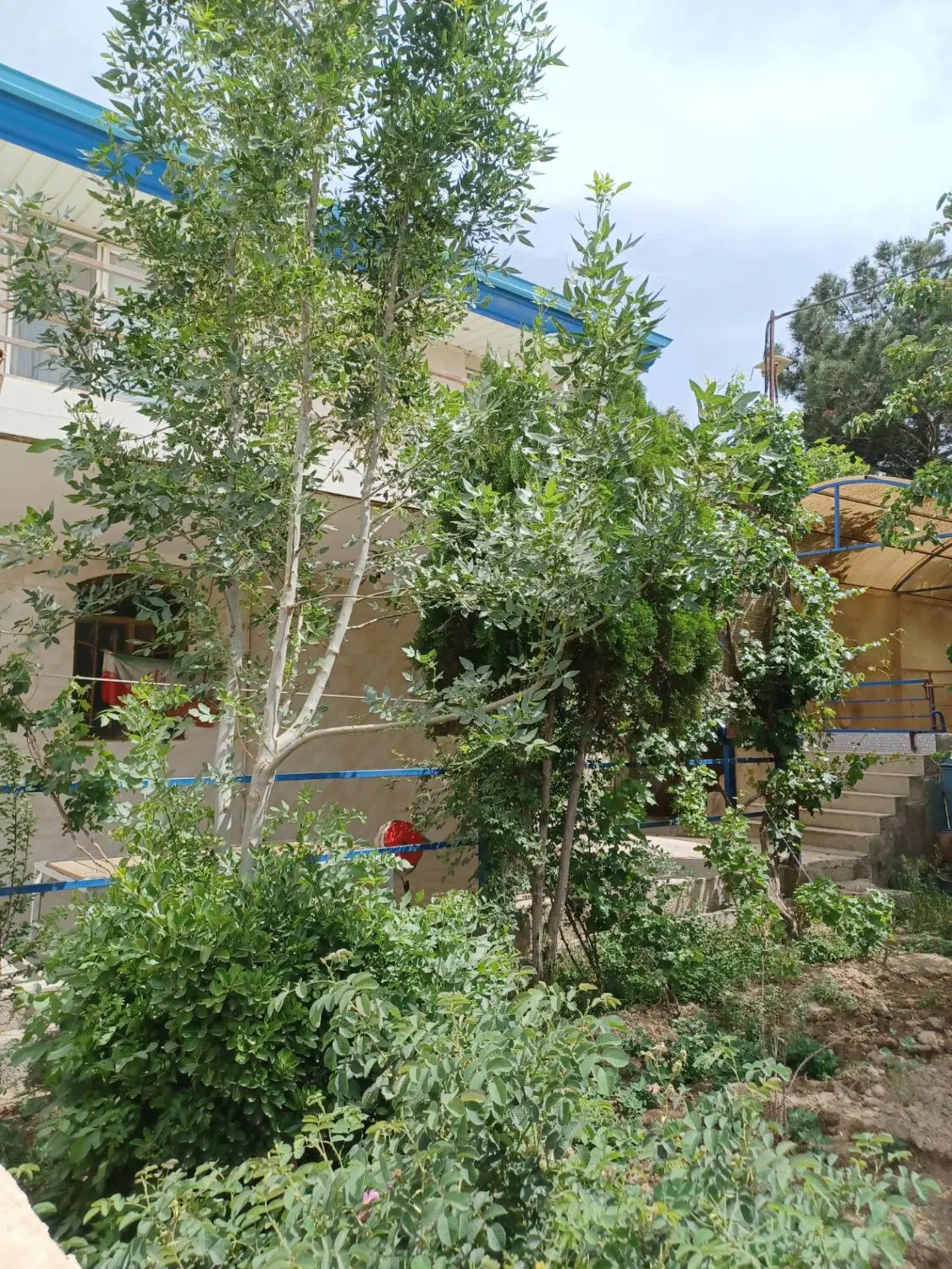 گاوداری