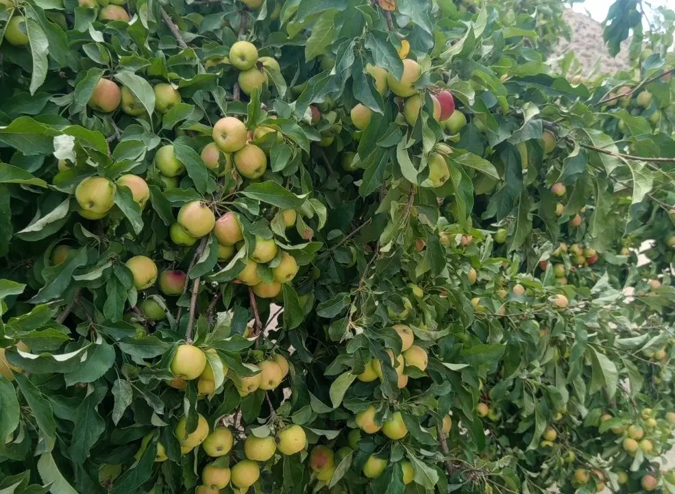 منزل اجاره ای 75متری