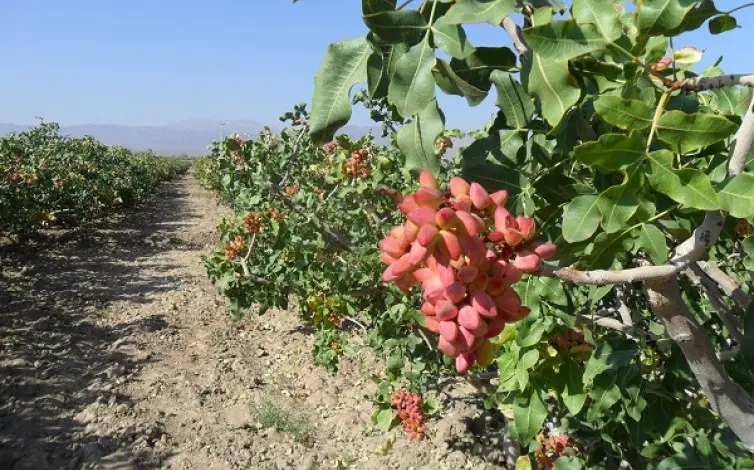 مرغداری نیمه صنعتی همراه با آب و باغ