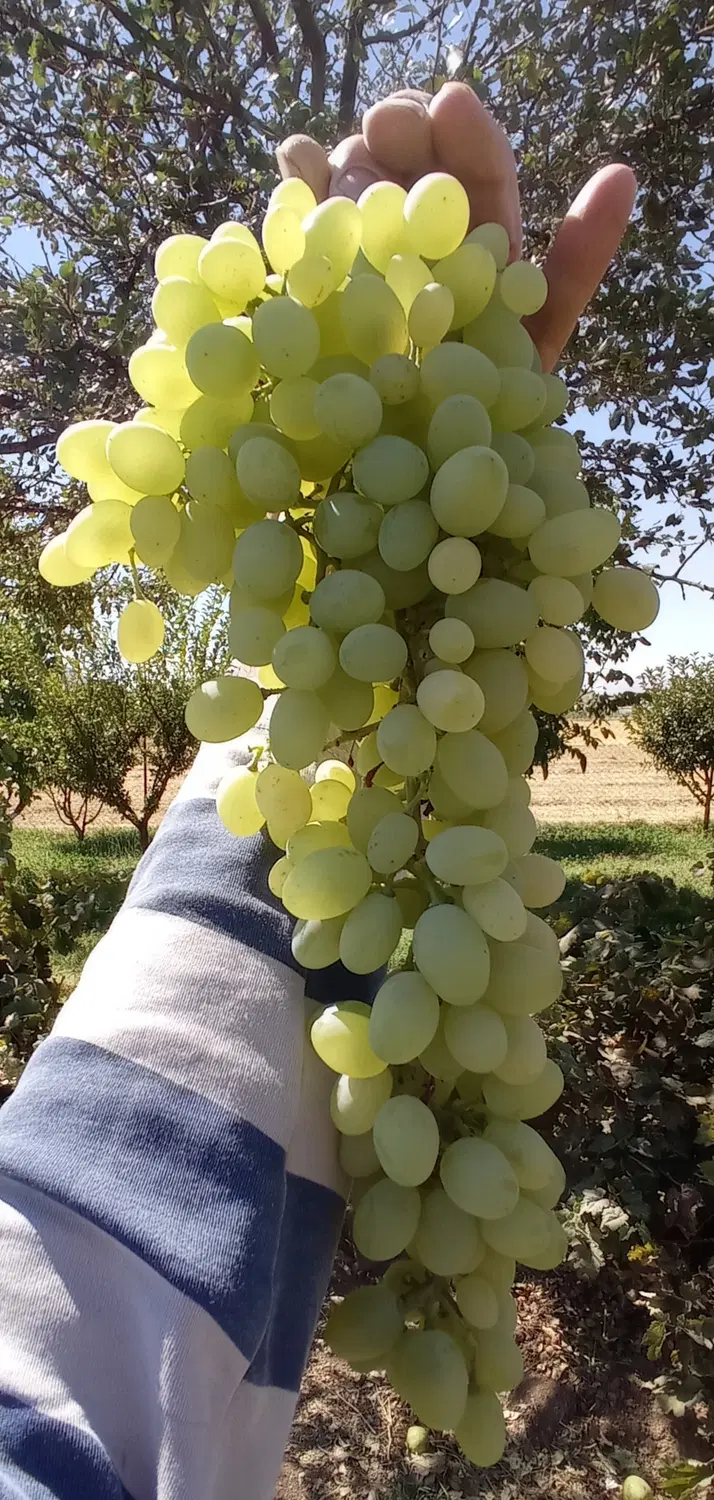 باغ زیبا