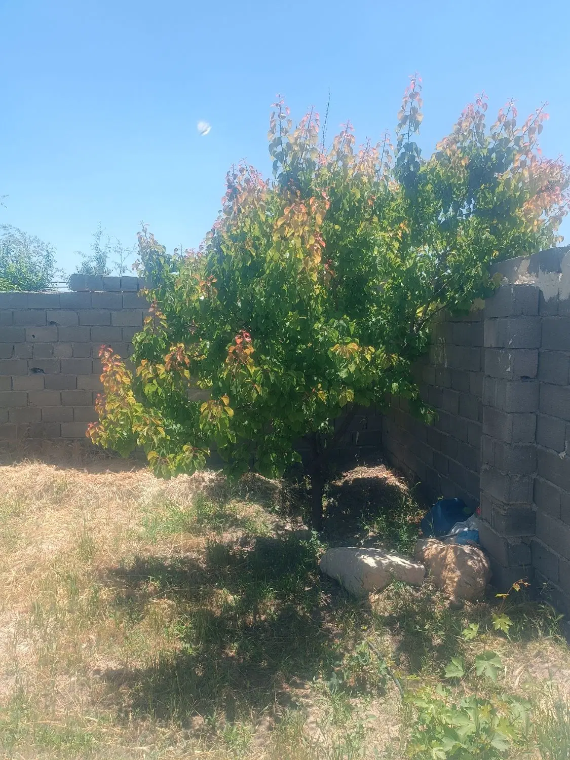 باغ شهری دهبید مرودشت