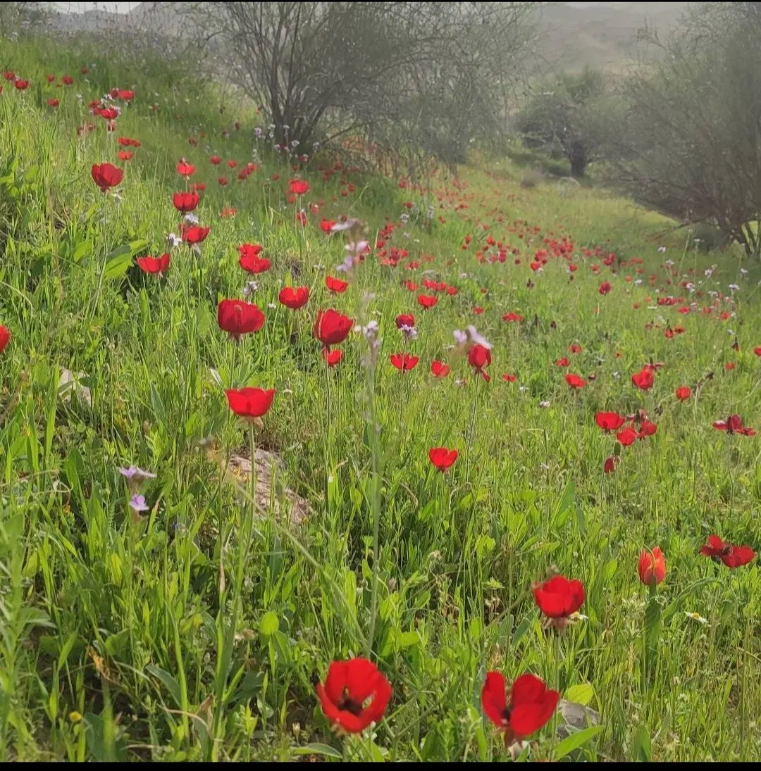 زمین باغی چهاردیواری در روستای آزیرون