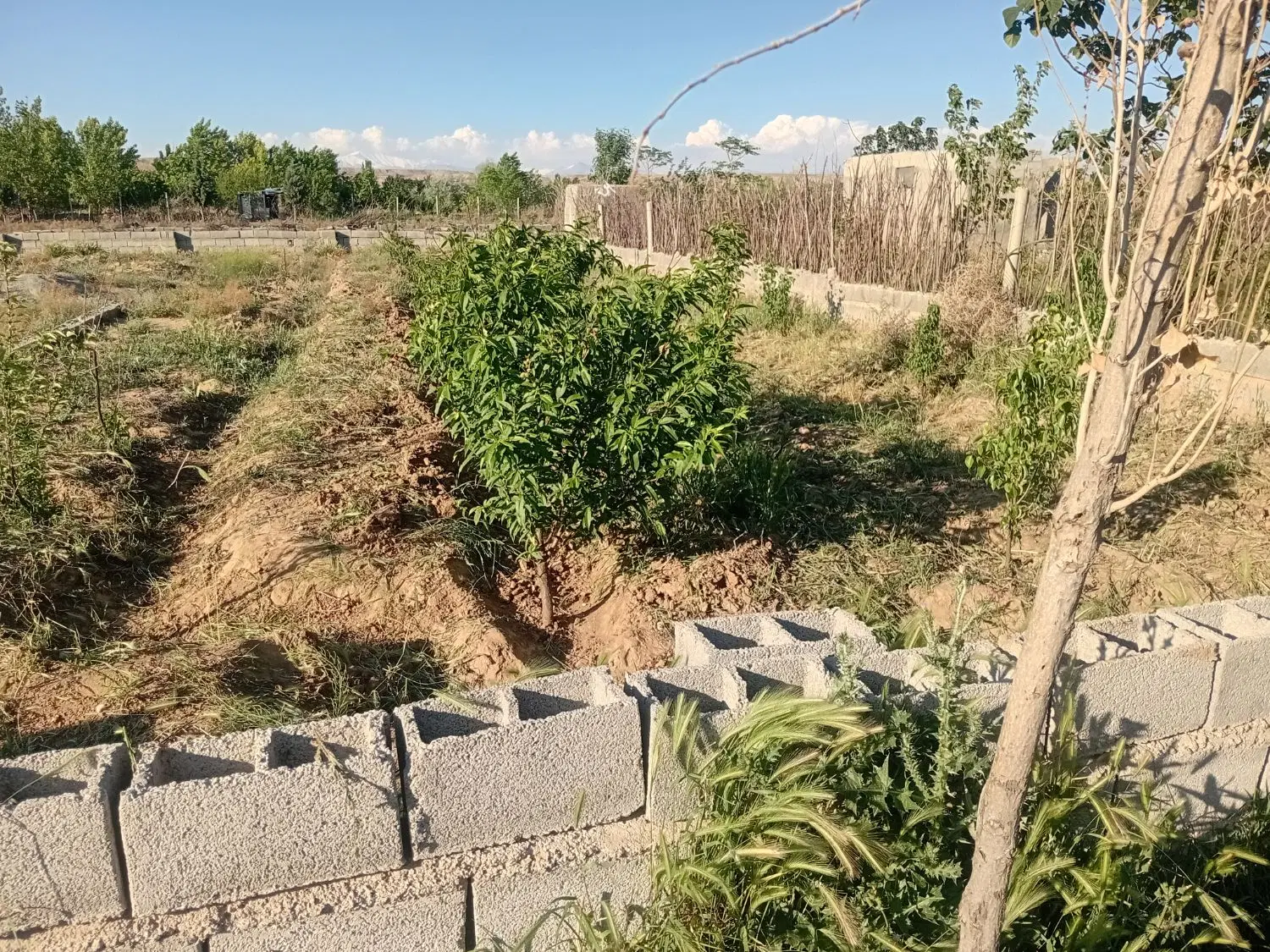باغچه ۶۰۰متری