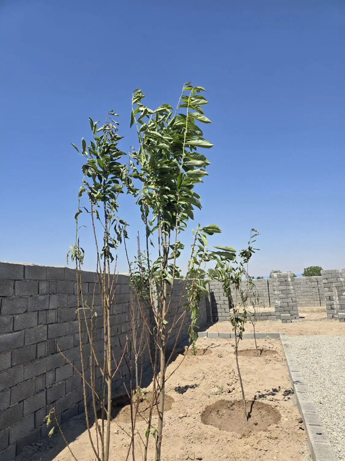 سنددار_ باغچه و باغ چهار دیواری