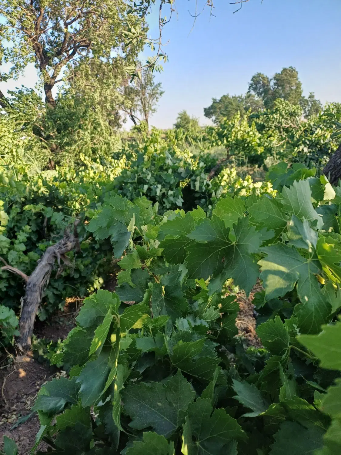 باغ سنتی انگور و بادام