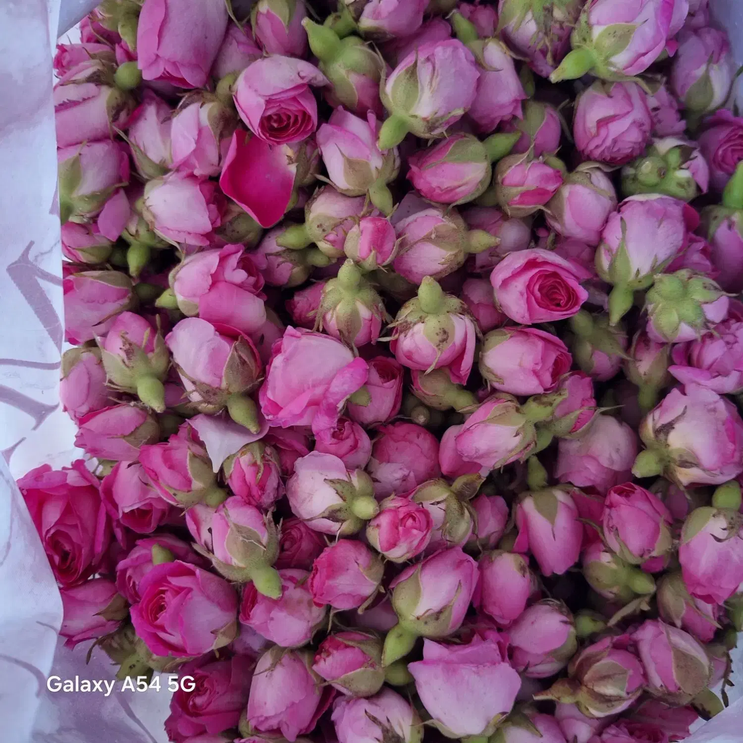 باغ ویلا