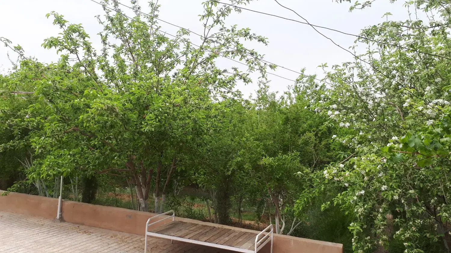 باغ شهری در دودج،زرقان
