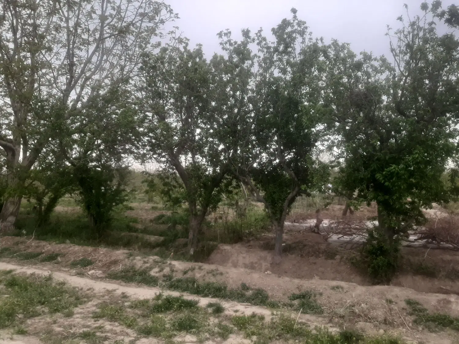 باغچه نقلی