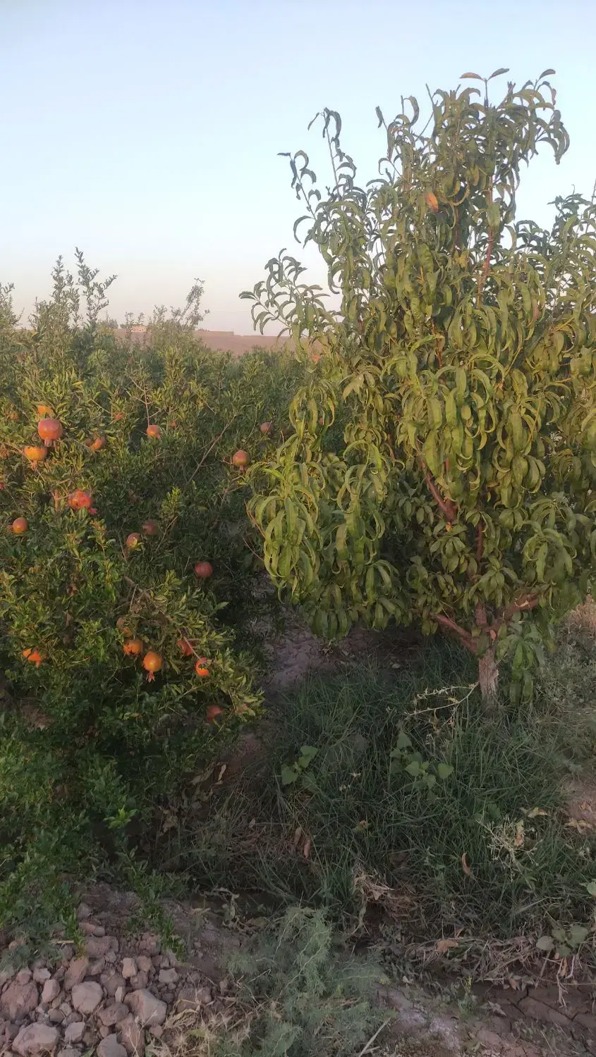 باغ میوه در سلفچگان