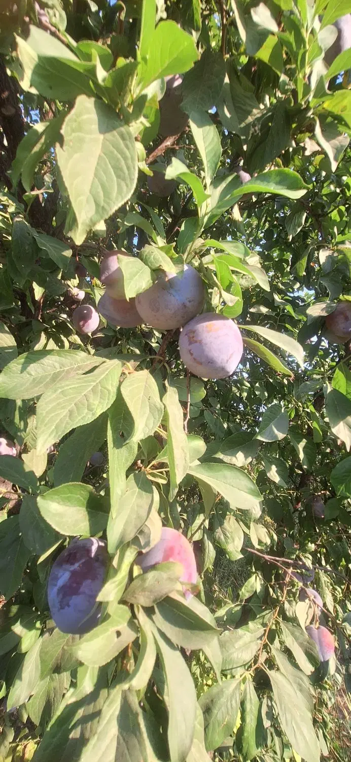 باغچه