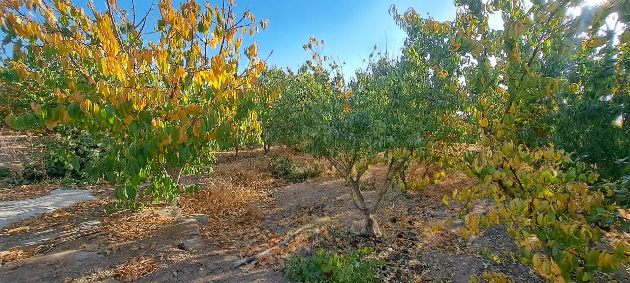 زمین کشاورزی آبیاری قطری