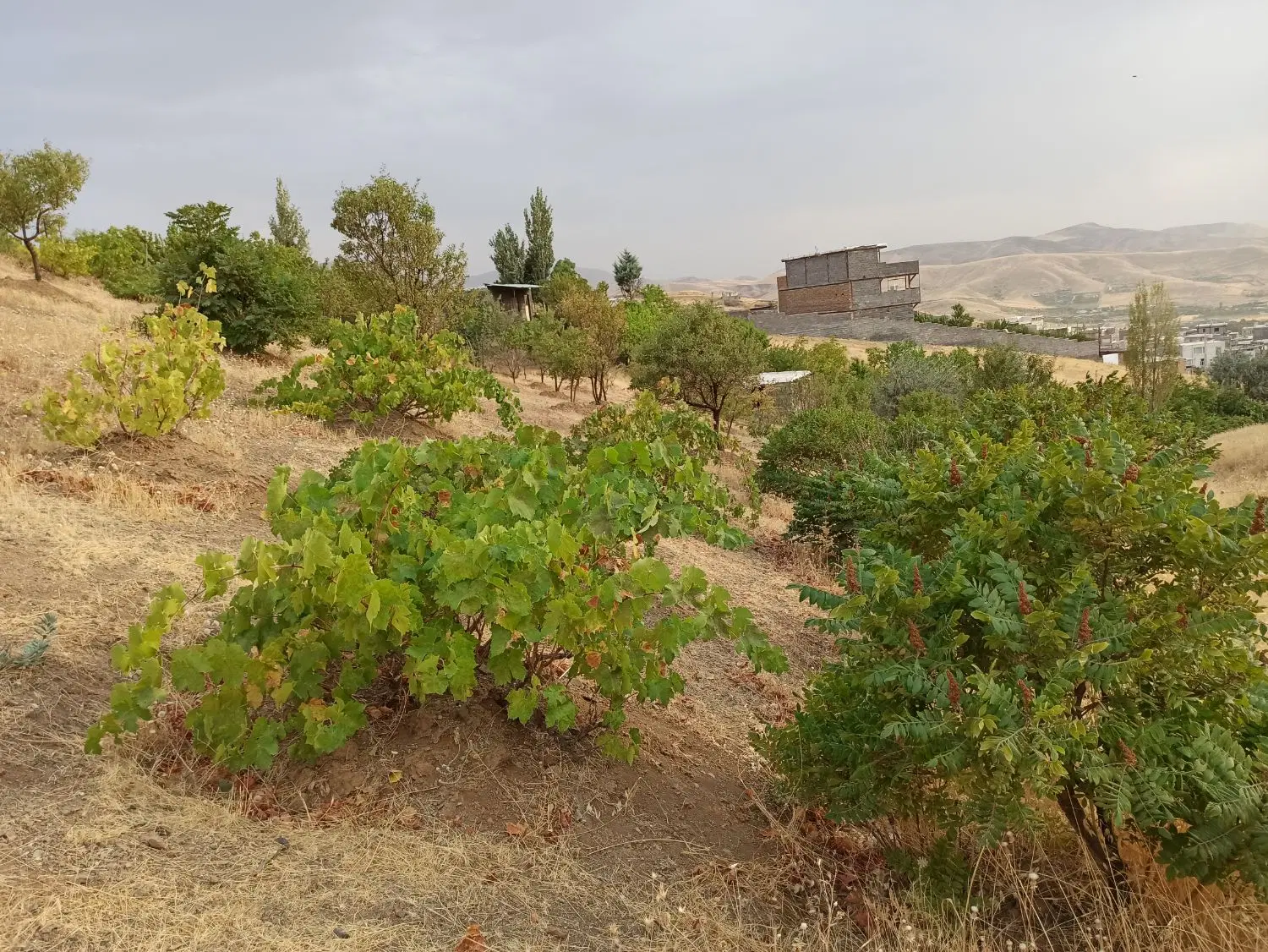 فروش زمین باغی برازان