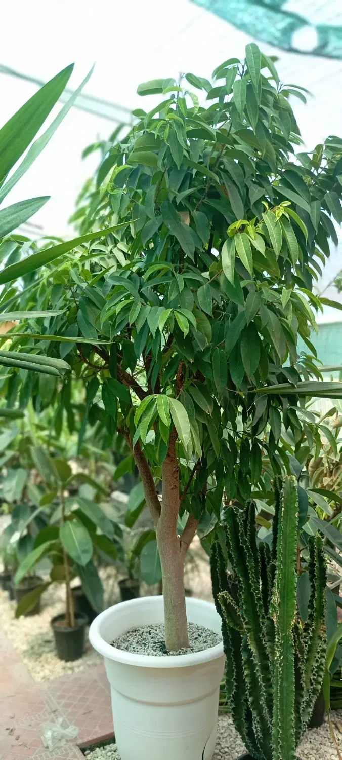 واگذاری گلخانه